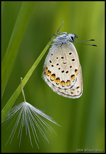 Blue and the seed