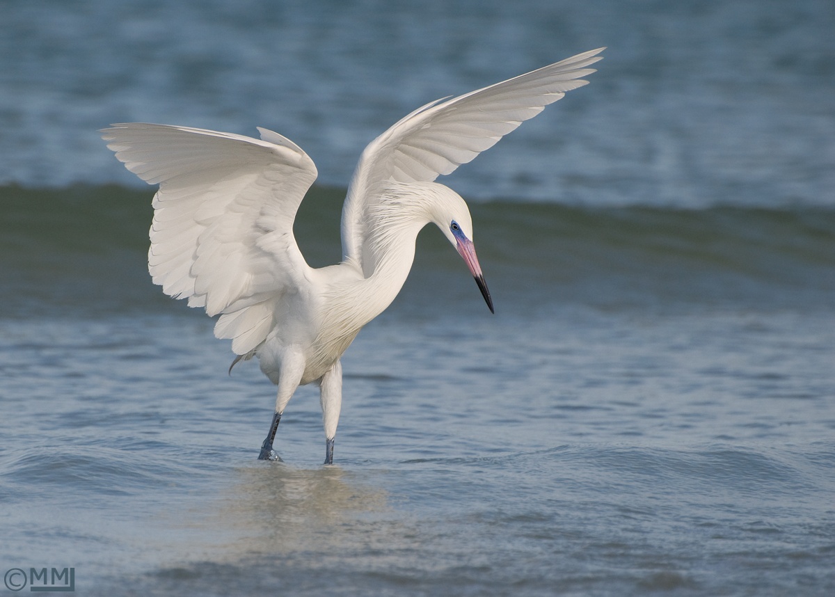 Reddish Egret