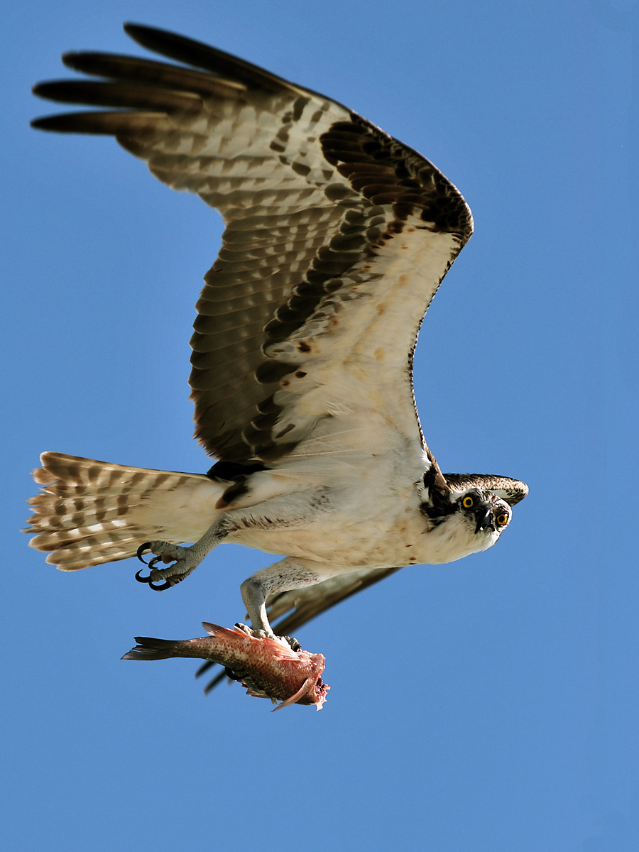 Osprey with catch