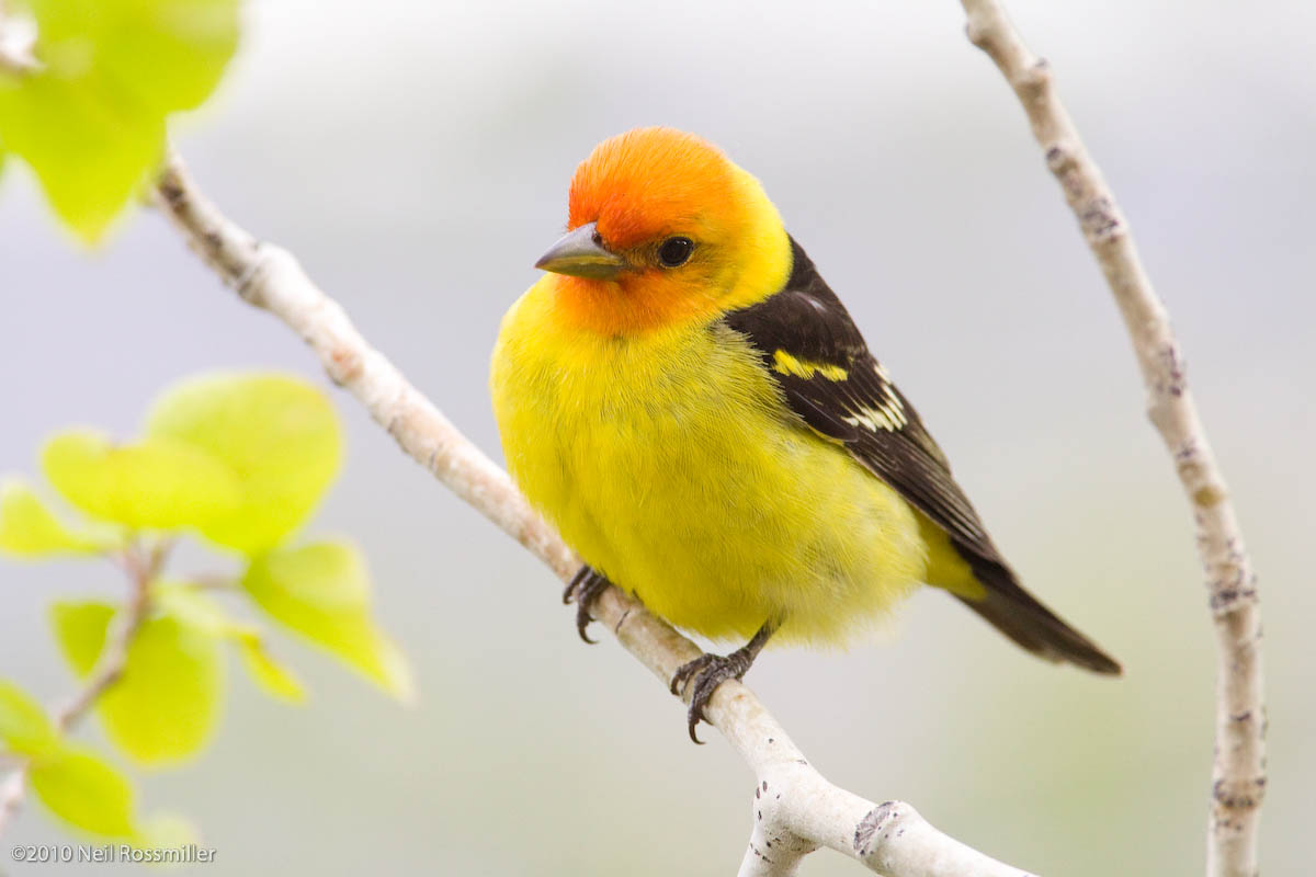 Western Tanager 1