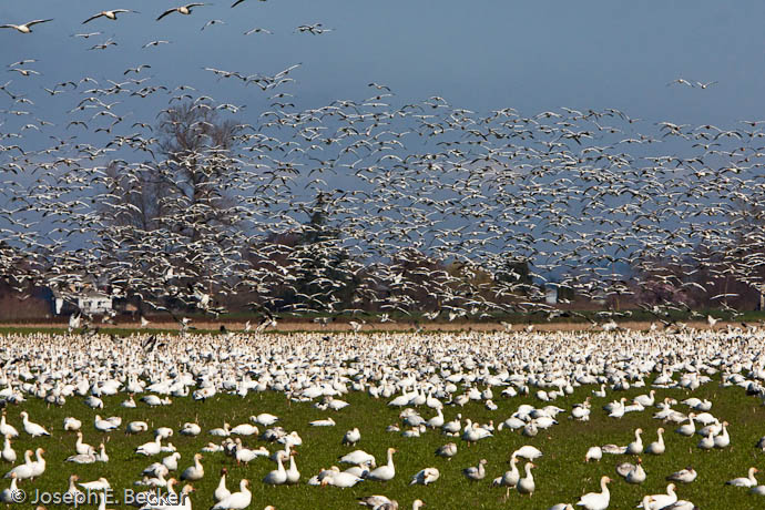 Snow Geese 