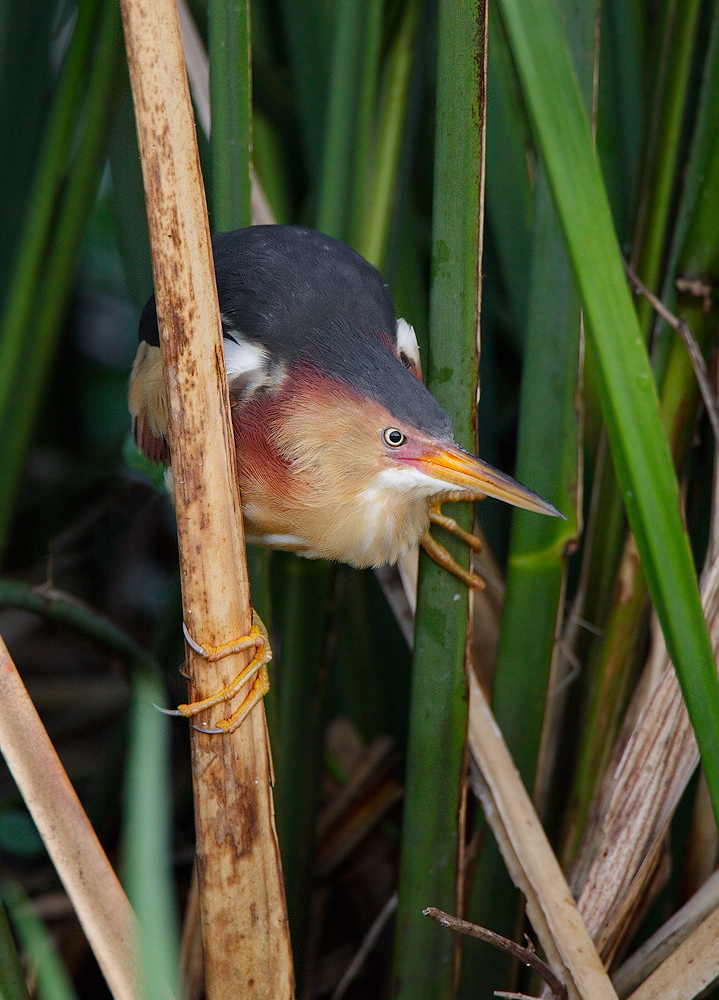 Least Bittern