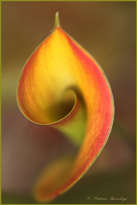 Calla Macro