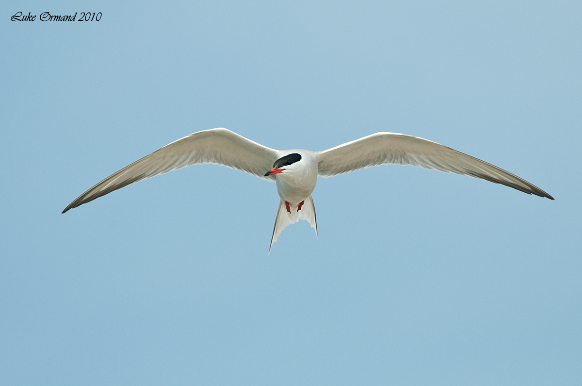 Common Tern