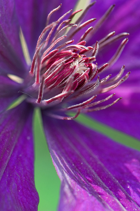 Clematis up close
