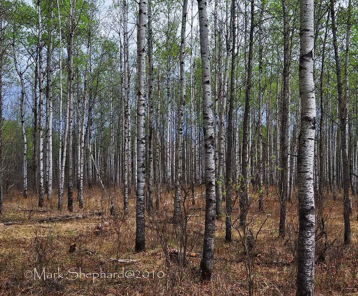 Aspen Stand