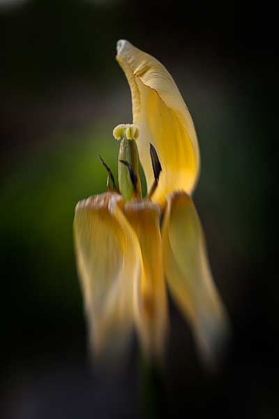 Last Petal Standing