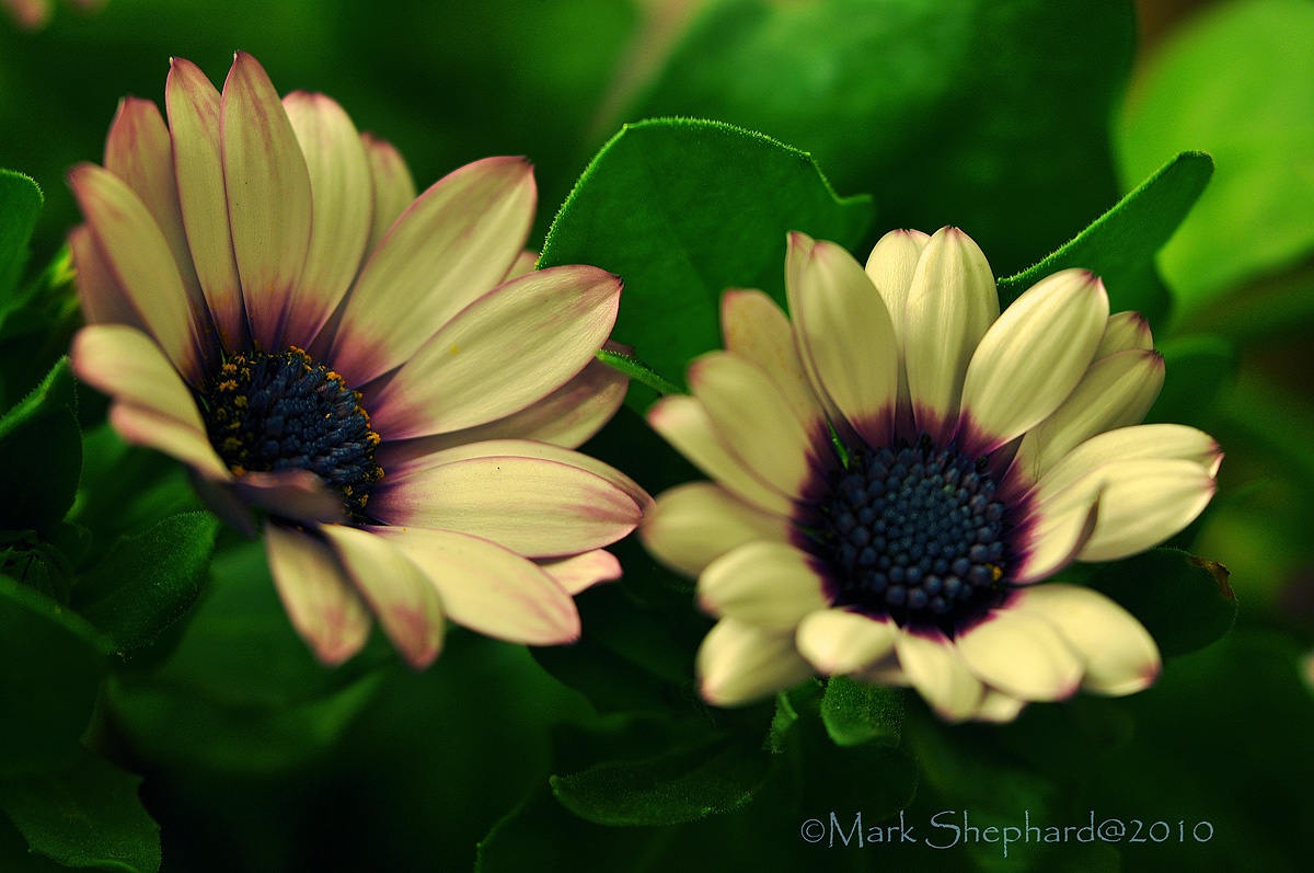 Osteospermum Panier