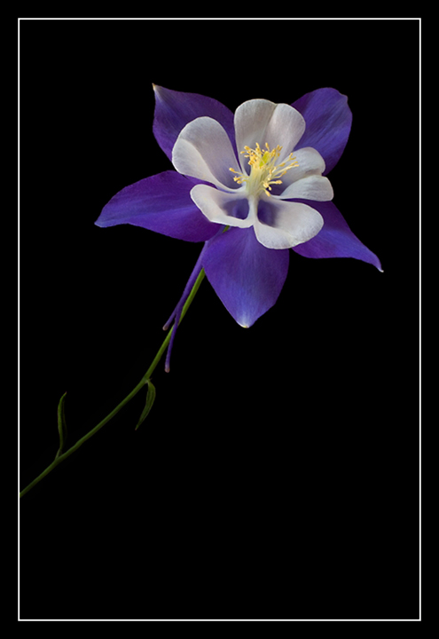 Columbine