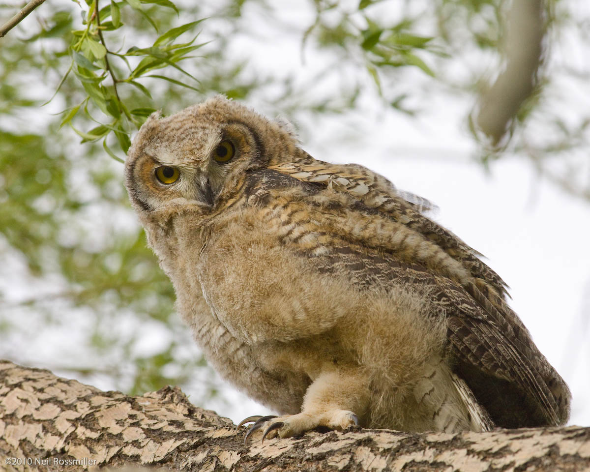 Great Horned Owl chick