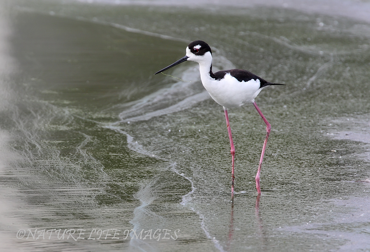 Black Necked Stilt