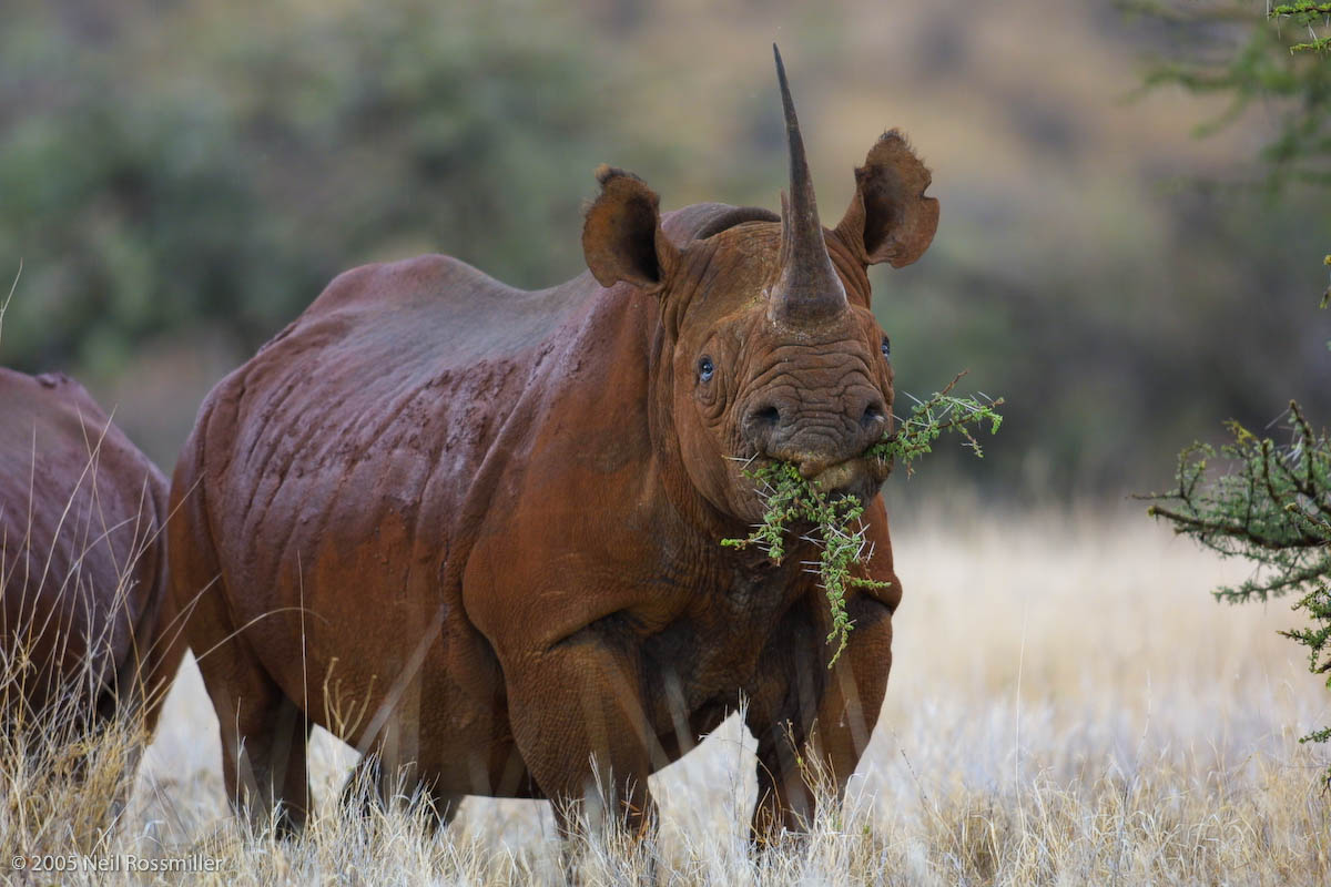 Black Rhino munching