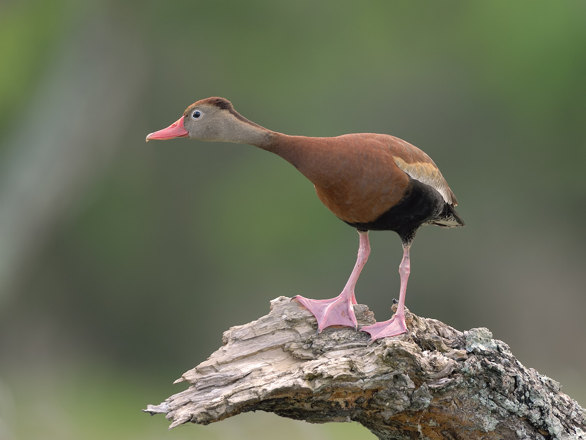 Whistling Duck