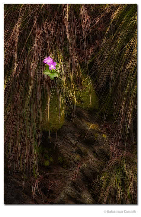 Wild magenta