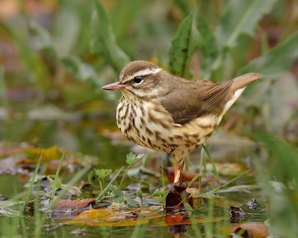 Louisiana Waterthrush