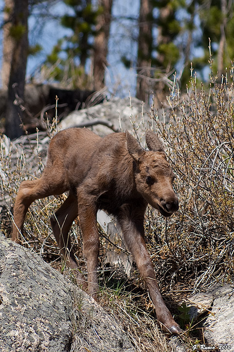 Moose Calf