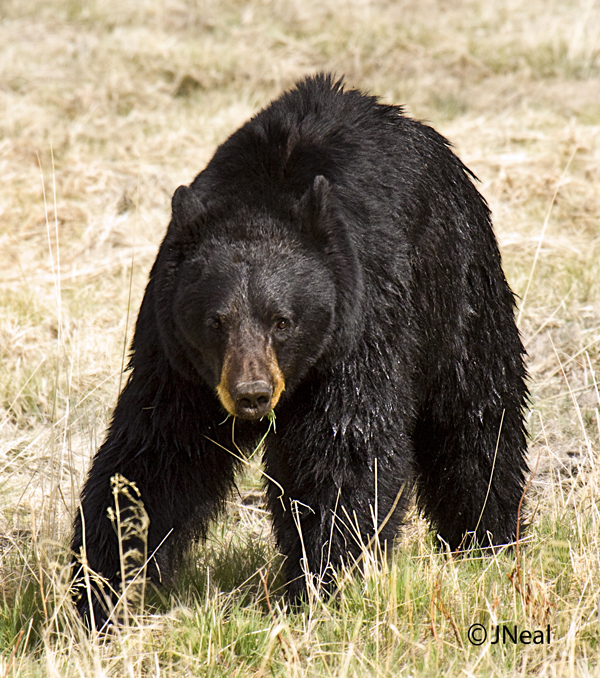 Black Bear 