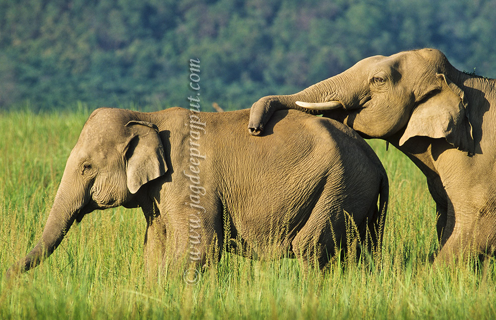 Courting Elephants