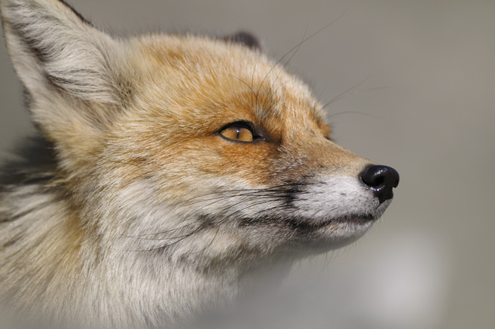 Fox