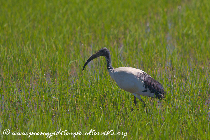 Sacred ibis