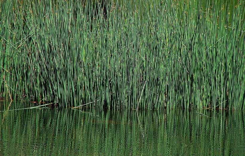 Grass Confusion