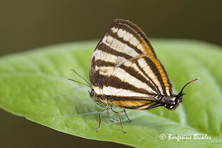 Little beauty......