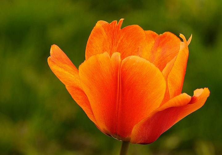 Orange Rapture