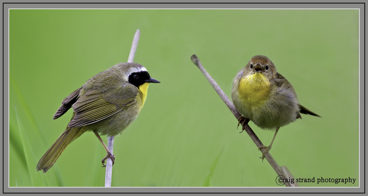 Merging Yellowthroats
