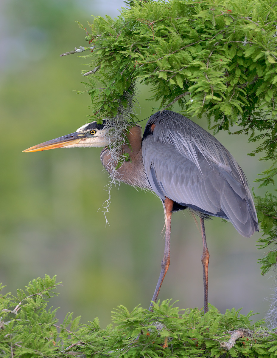 Great Blue Heron