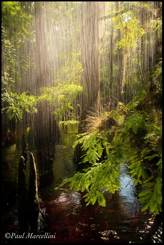 The Wet Veil