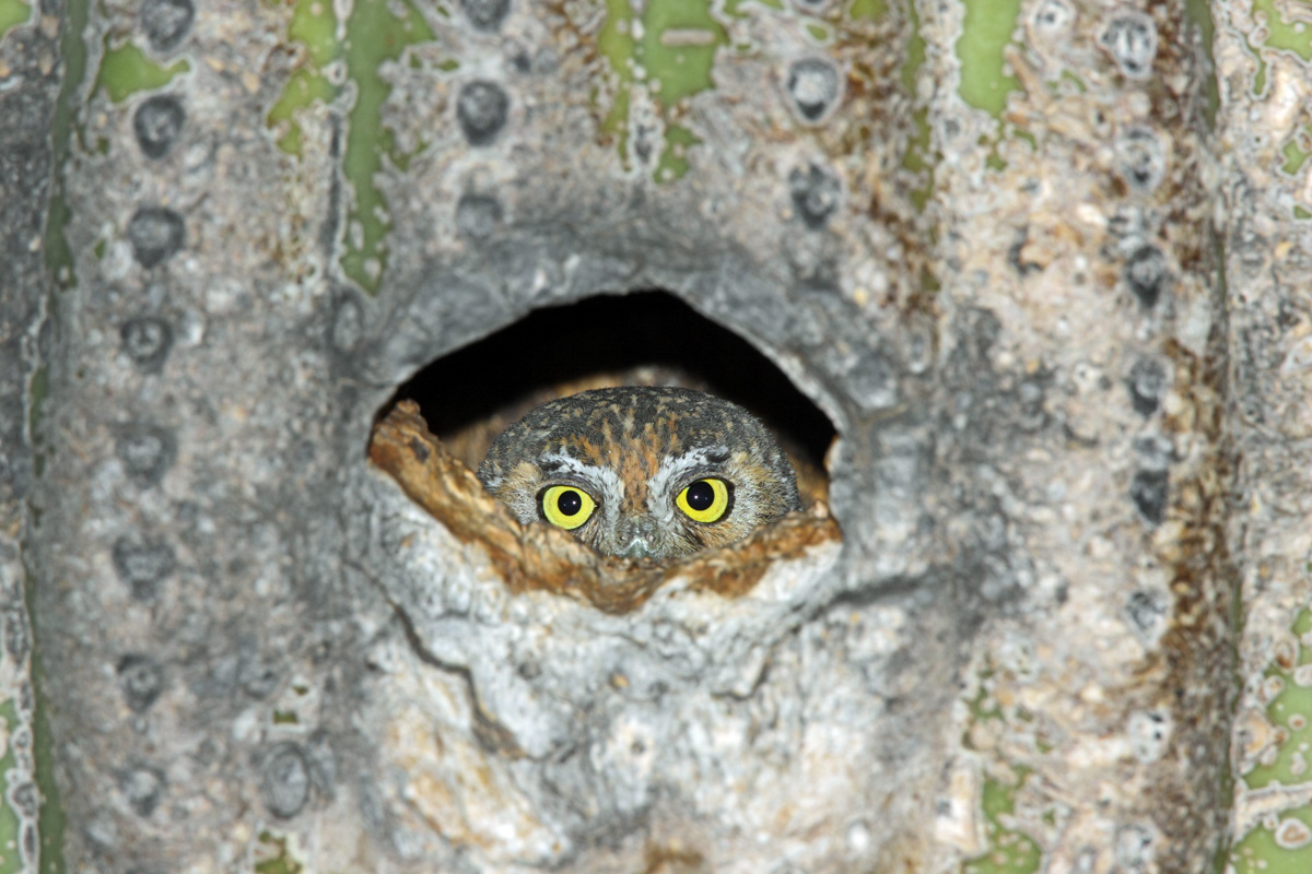 Elf Owl in nest