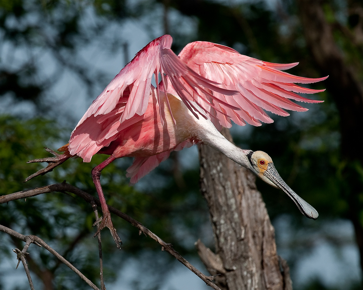 Roseate Spoonbill