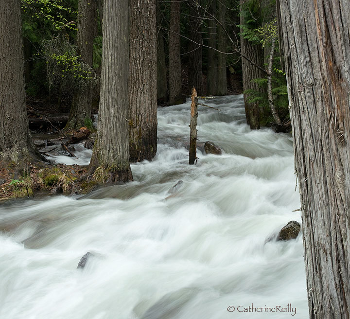 Spring Runoff at Glacier + BW Version