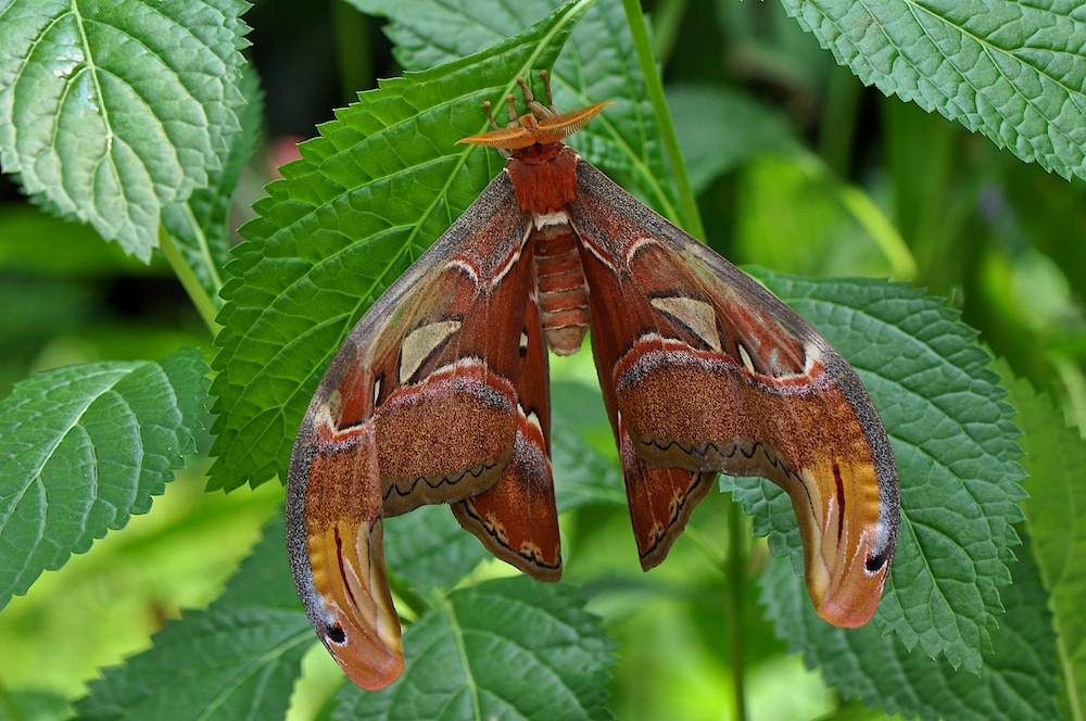 king moth
