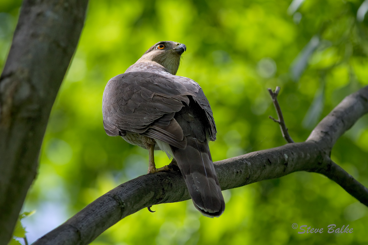 Hawk+ Repost