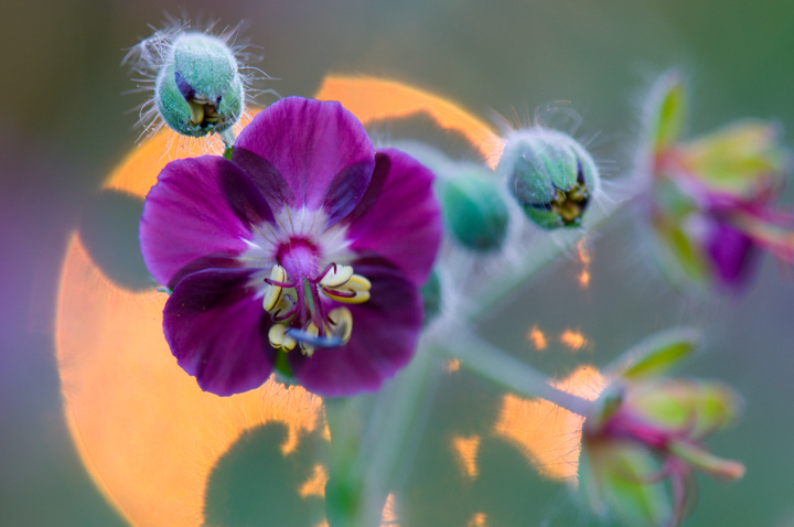 Geranium II