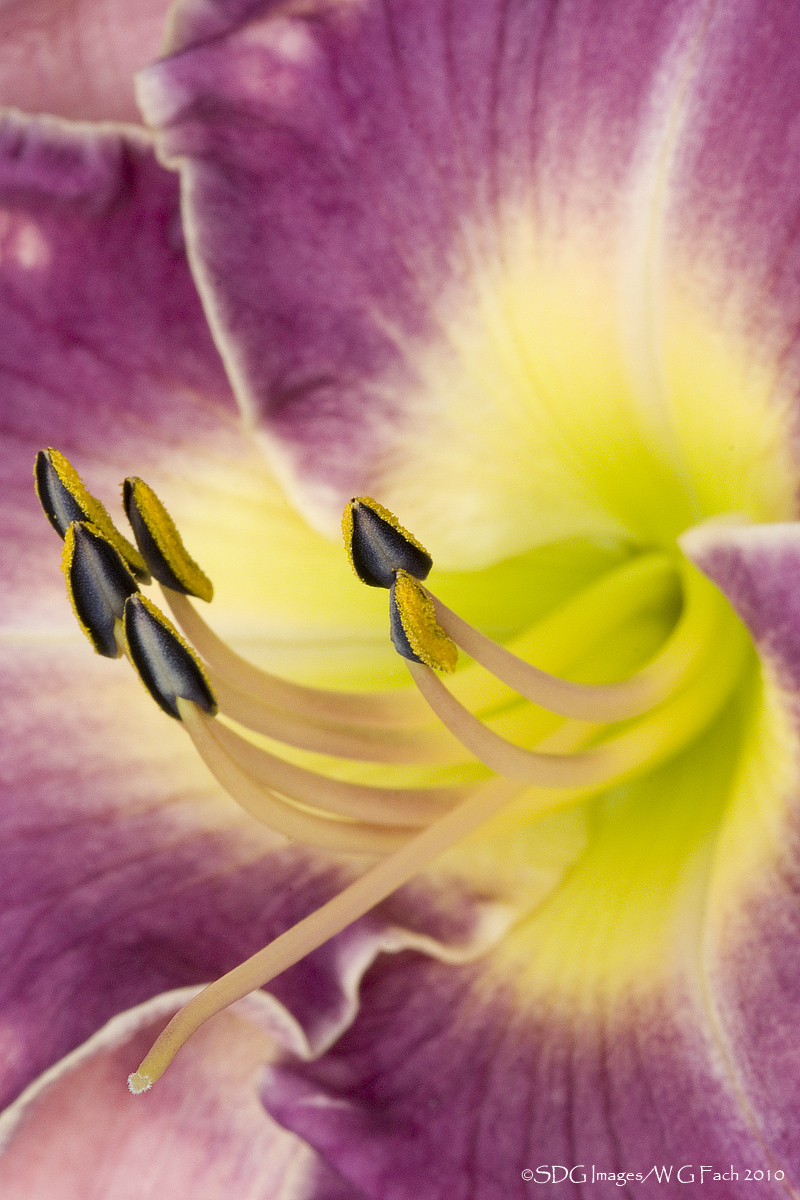 Anthers Aweigh