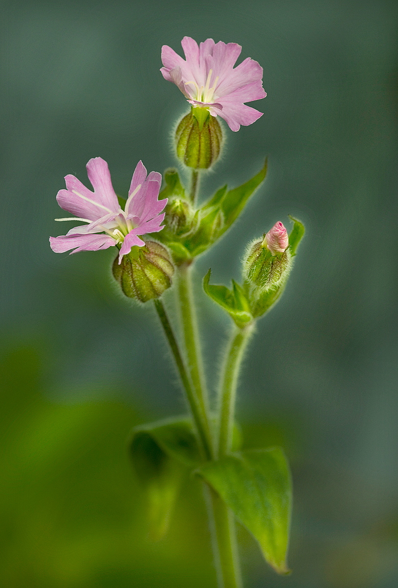 Silene II 