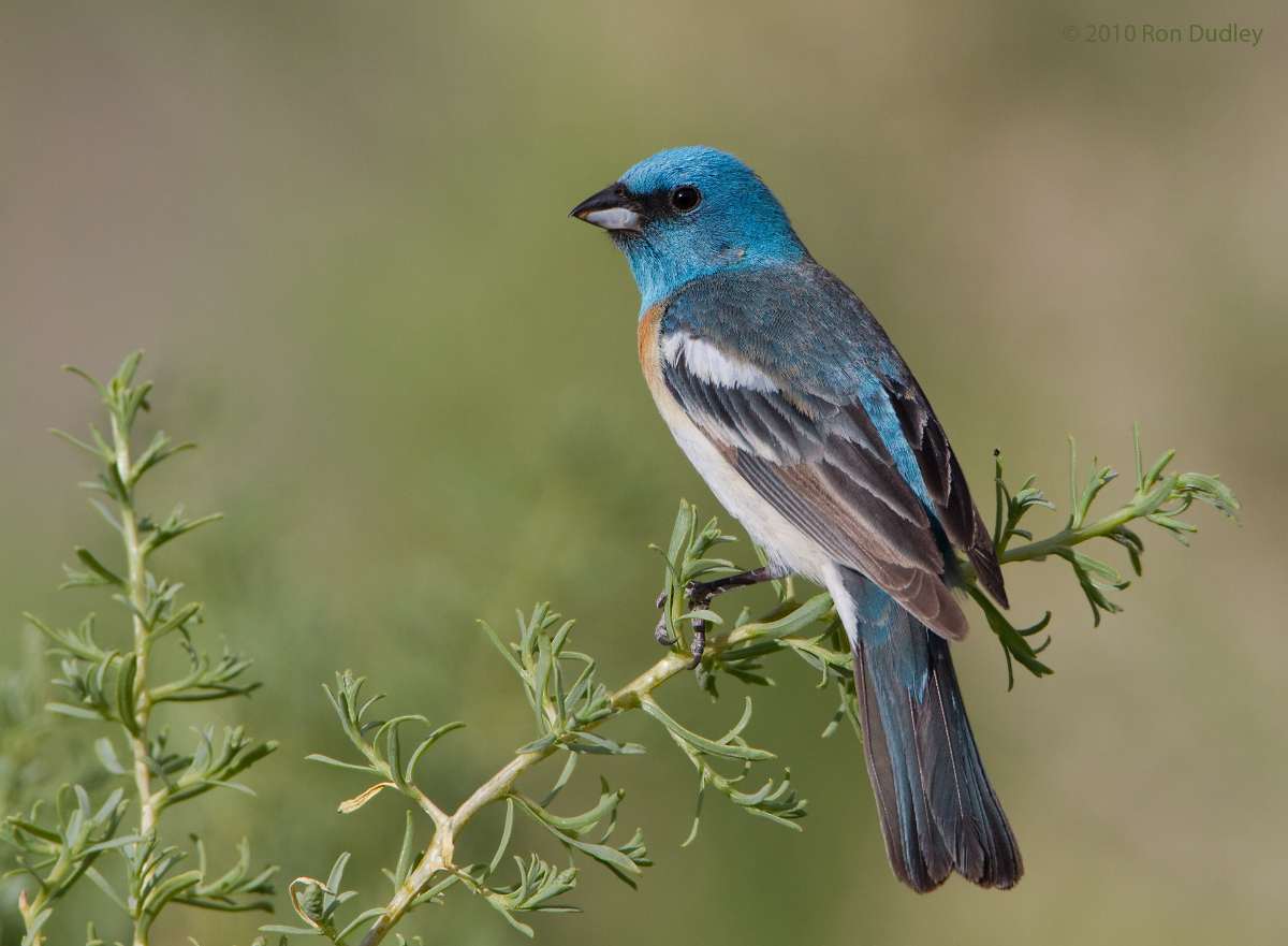 Lazuli Bunting