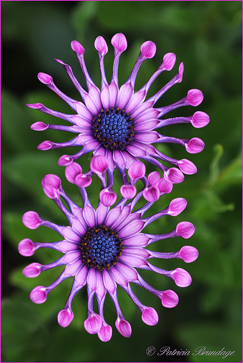 Spider Osteospermum