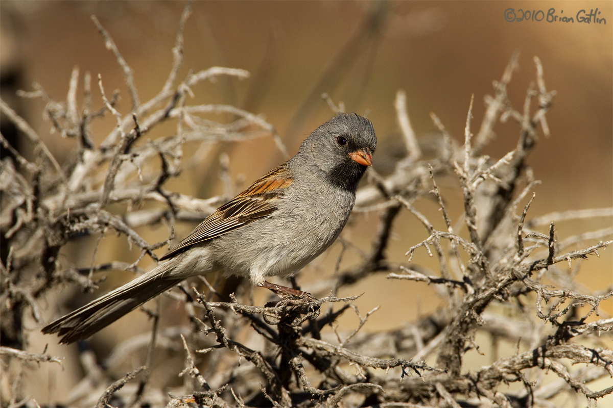 Black-chinned Sparrow