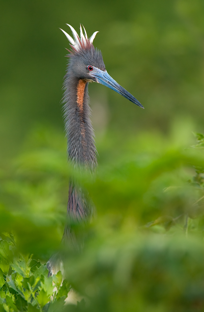 Tri-colored Heron
