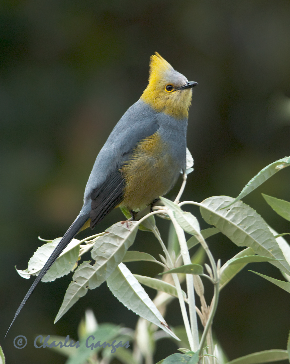 Silky Flycatcher II