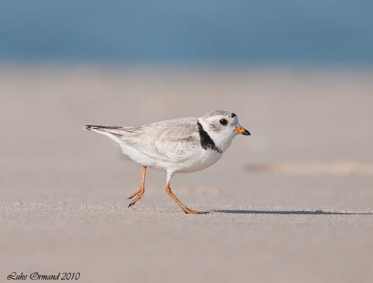 Piping Plover