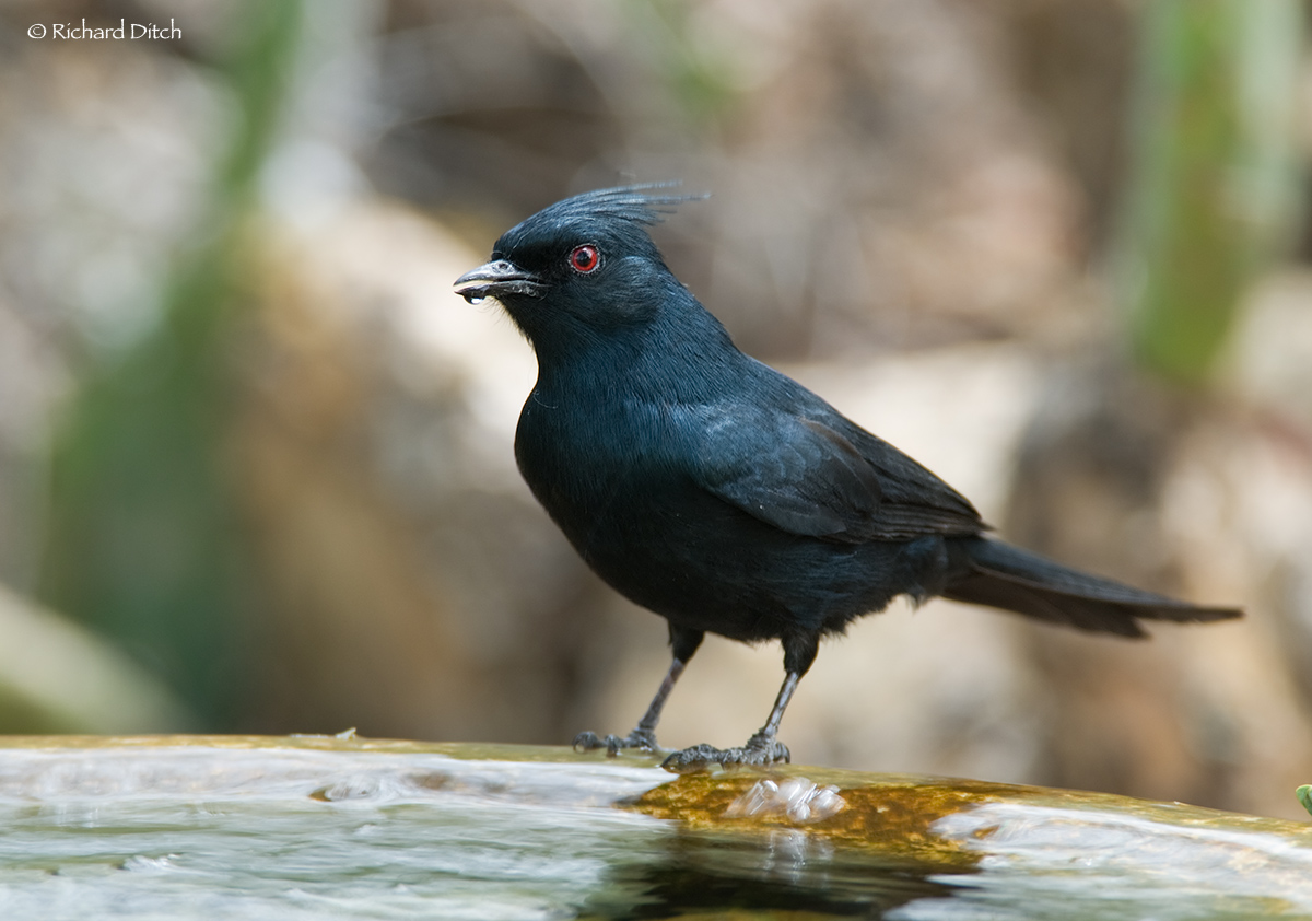 Phainopepla