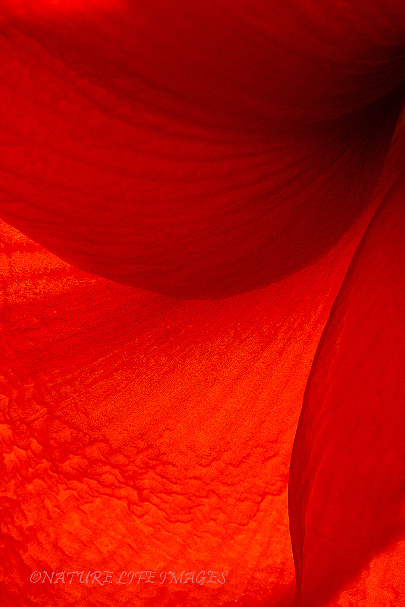 Velvet Curtains