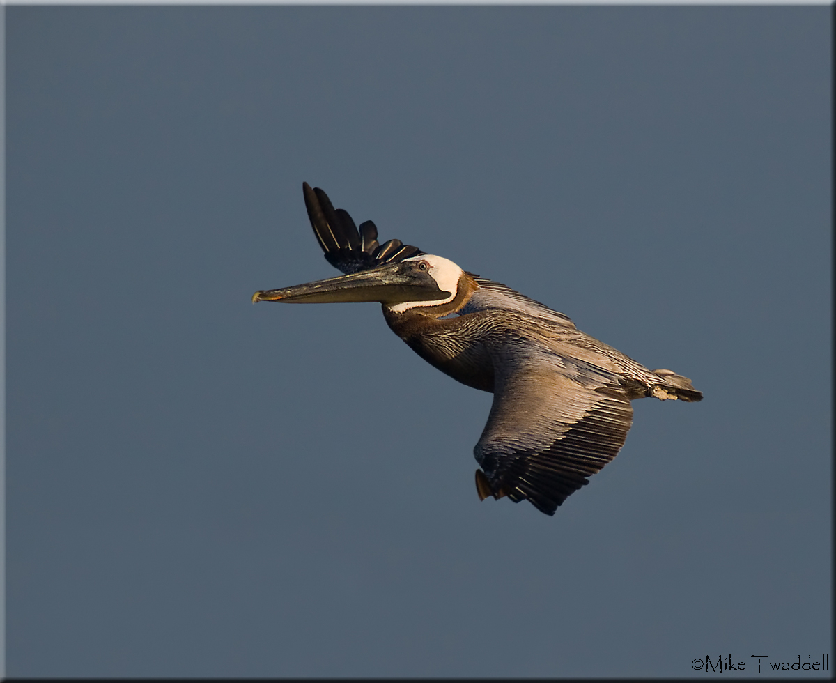 Brown Pelican