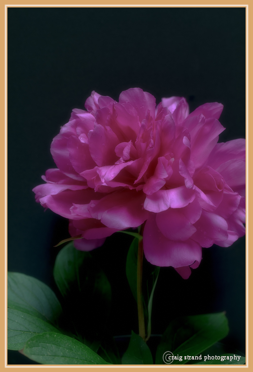 Rainy Day Peony