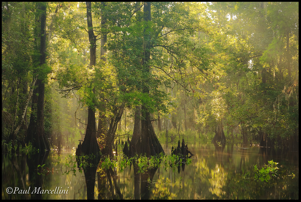 Fisheating Creek 