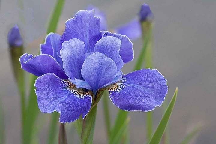 Siberian Iris